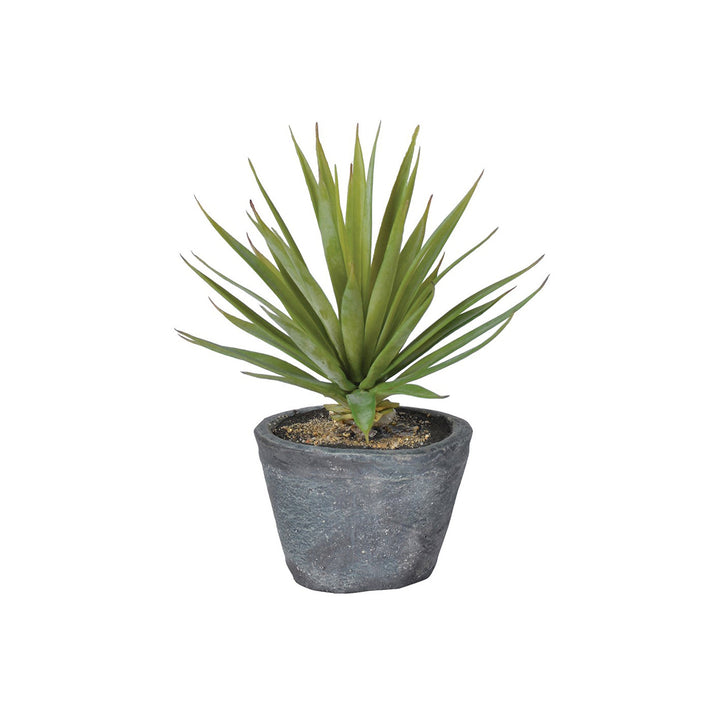 Small Spikey leafed air plant in a grey pot    Dimensions: H:200 mm   Pot dimensions - H:75 Dia:100mm   Delivery: 7-10 days